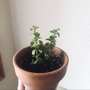 Rooted Mini Jade Plant